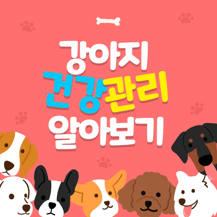 강아지 건강관리 방법 반려견 건강 챙기기