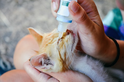 안약을 넣는 고양이.