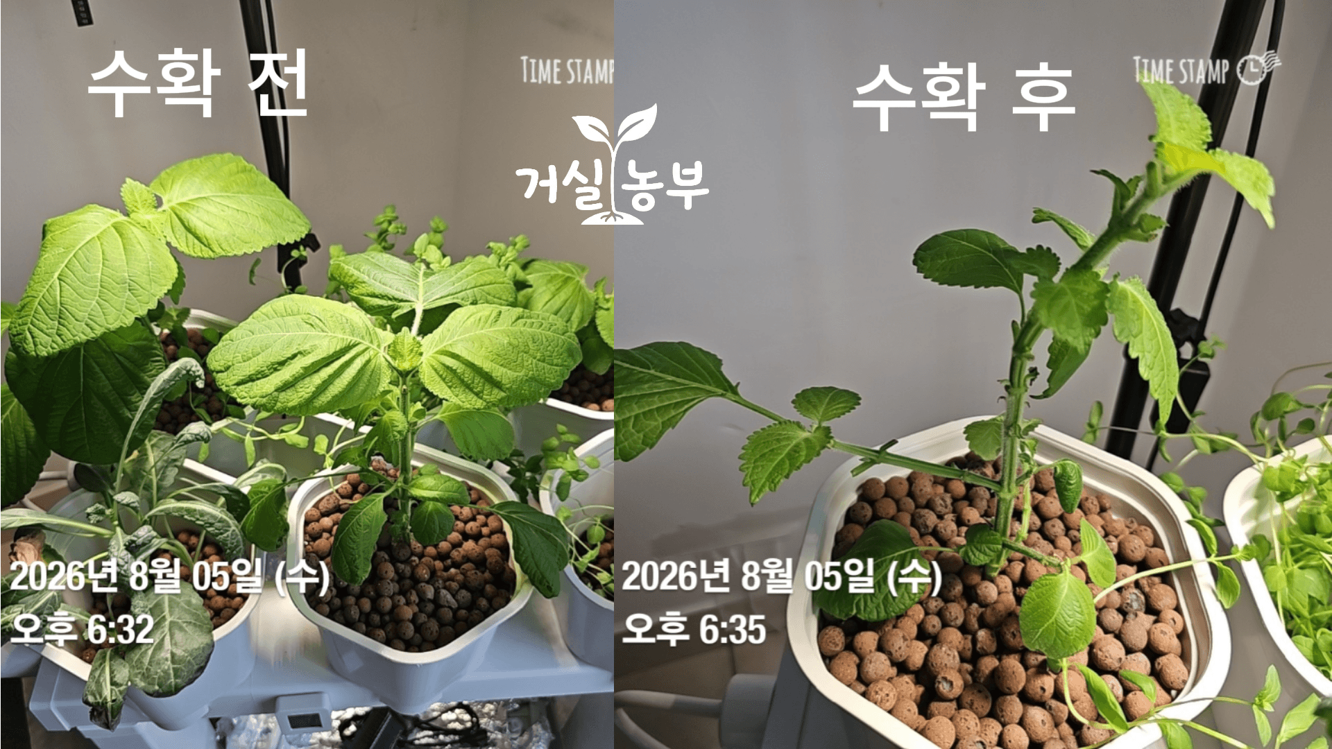 수경재배기에서 키운고 있는 깻잎 수확 전후 모습