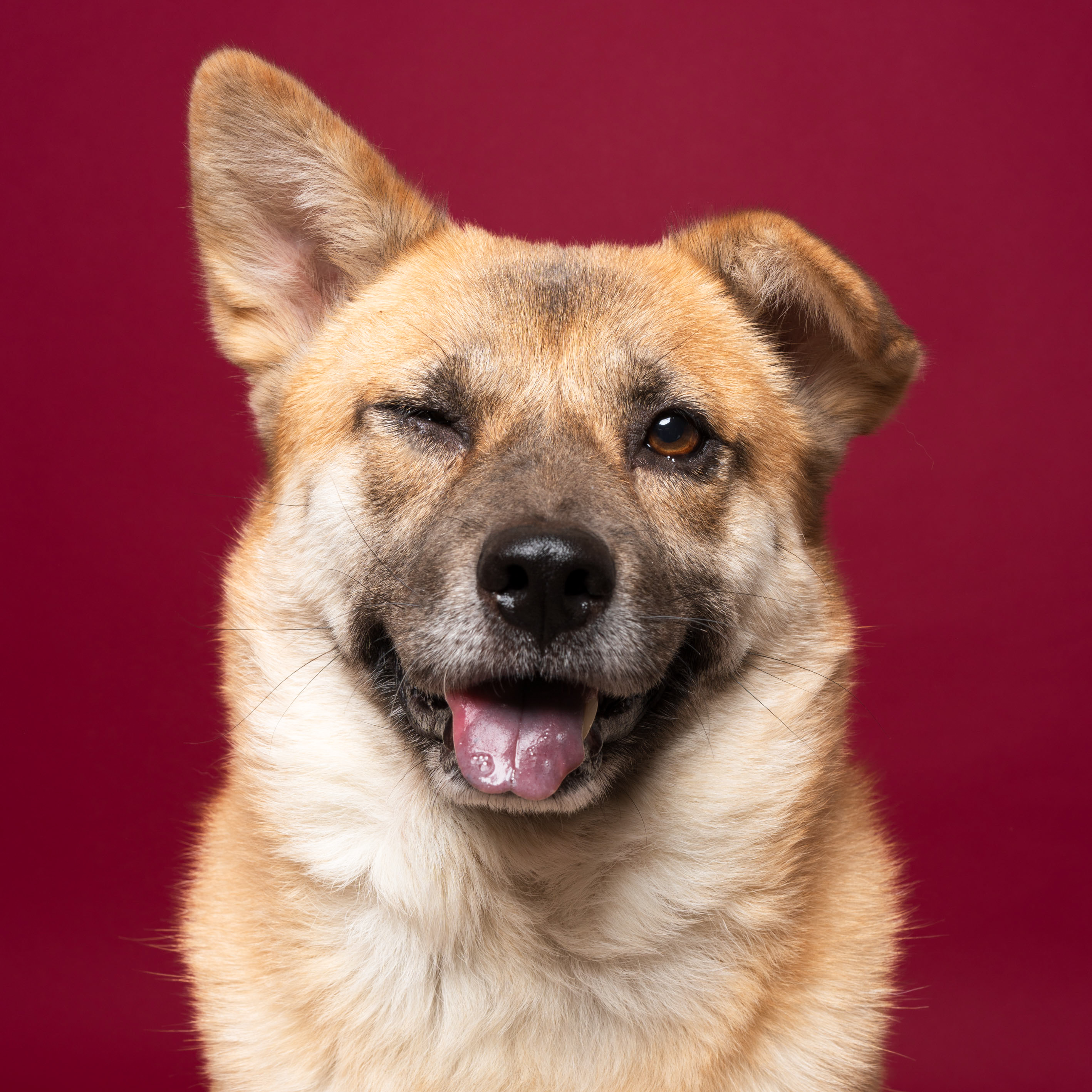 yellow jindo dogs photo with sony sel2860 lens
