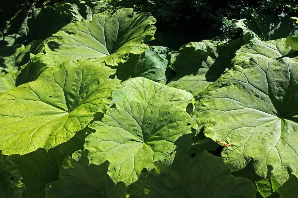 자연 친화적인 병충해 예방 방법 해결책