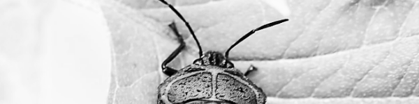 바퀴벌레 없애는법: 노린재 퇴치법