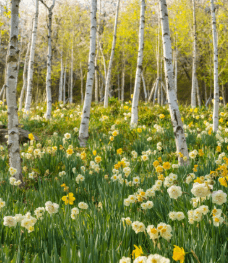 2025년 화담숲 예약