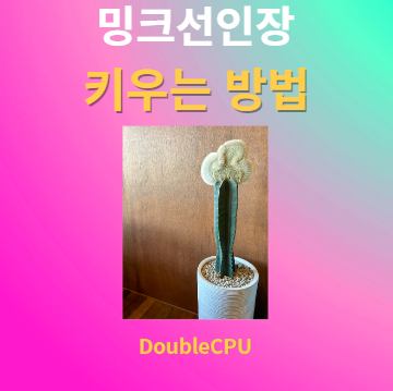 밍크선인장 키우기 물주기