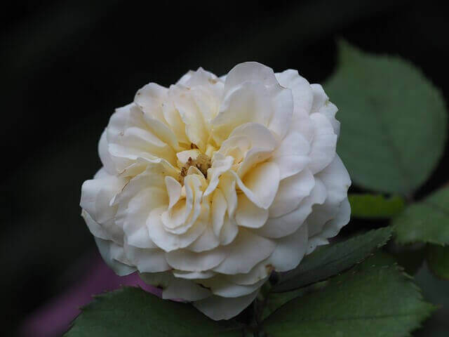 장례지도사 자격증, 연봉, 시험, 하는일