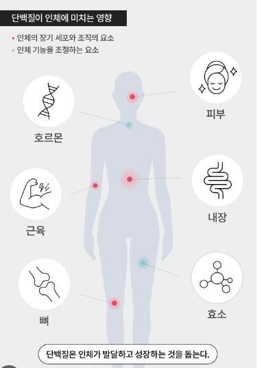 단백질의 용도