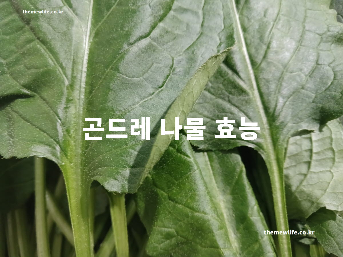 곤드레 나물 효능 대표 실사진
