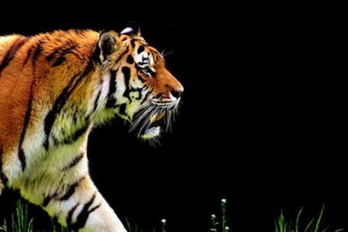 어두운 곳에서 호랑이 1마리가 거닐고 있음