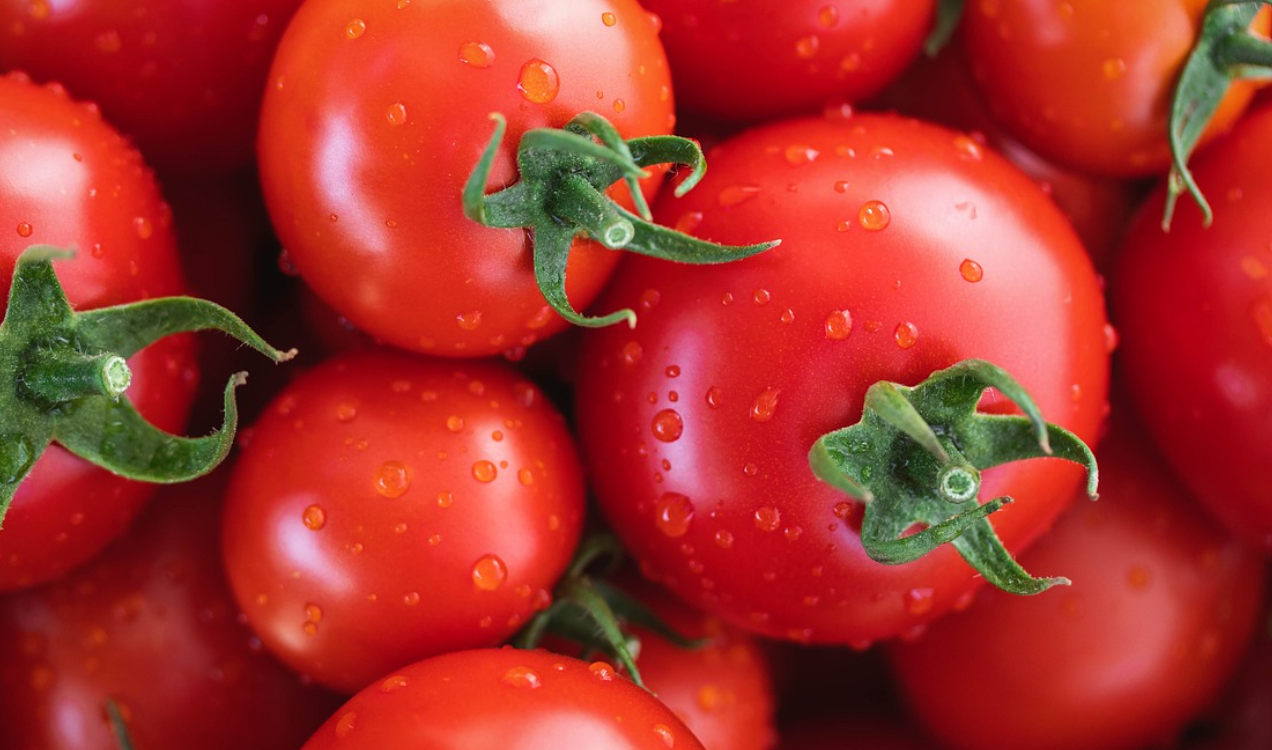 토마토-아스파라거스-자외선-피로-항산화