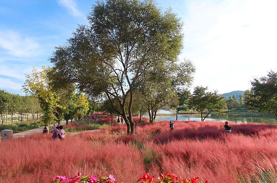 자라섬 핑크뮬리