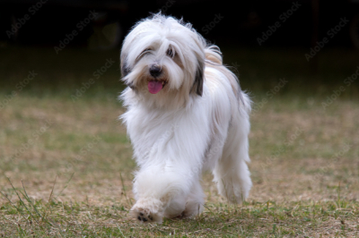 티베탄 테리어(Tibetan Terrier)