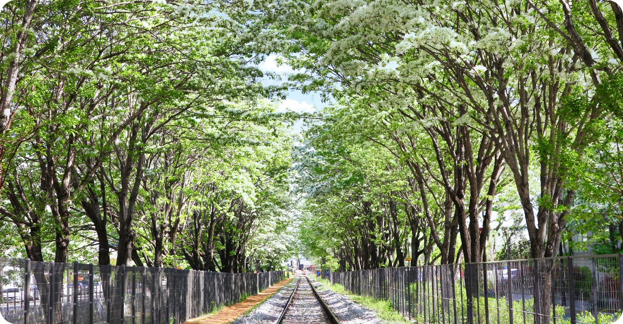 전주시 이팝나무철길