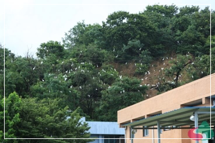 임실 가볼만한곳 베스트10 성가리 왜가리 서식지(야생조류보호구역)