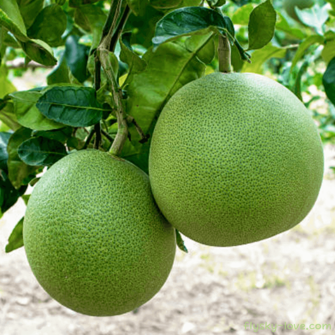 포멜로 (Pomelo)