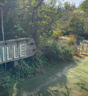 태안 튤립 축제 실시간 개화 상황