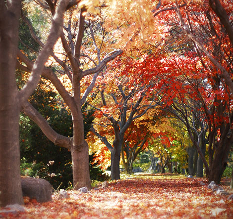 가을풍경 사진