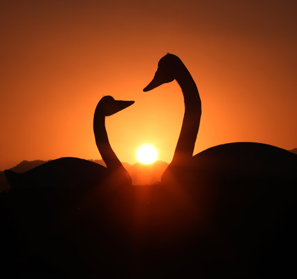 2024 강진만 춤추는 갈대축제