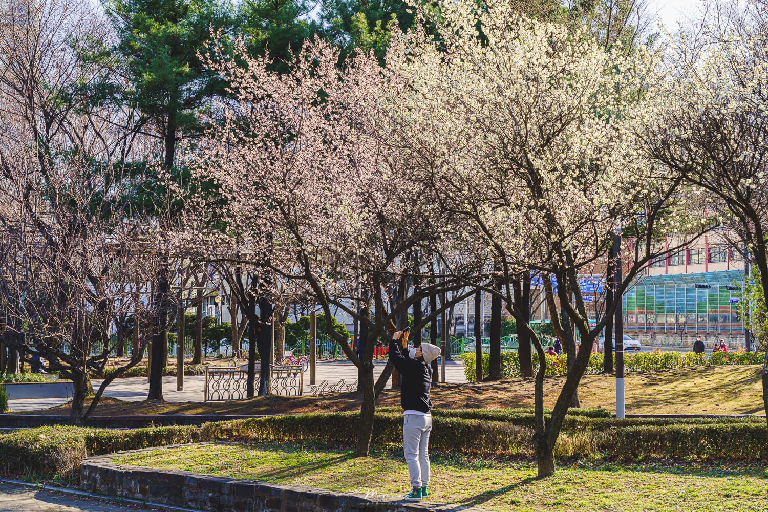 중앙공원 애견운동장