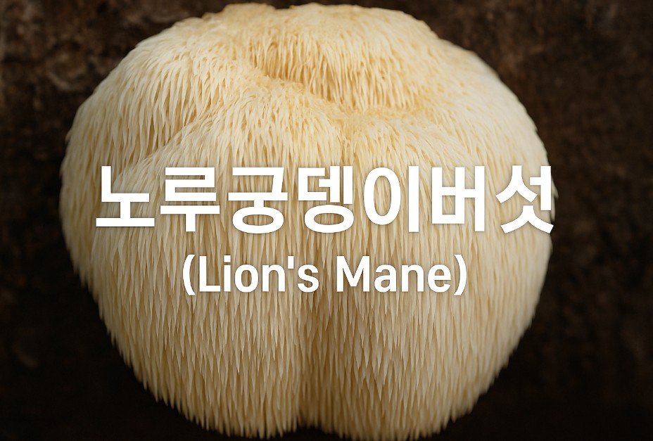 Lion's Mane 노루궁뎅이 버섯의 크고 부드러운 섬유질 표면이 가까이에서 촬영된 이미지로, 어두운 배경 위에 선명하게 떠오른 버섯의 질감이 돋보인다. 중앙에는 하얀색 글씨로 &quot;노루궁뎅이버섯 (Lion's Mane)&quot; 문구가 배치되어 시각적으로 깔끔하고 집중도 높은 구성을 보여준다.