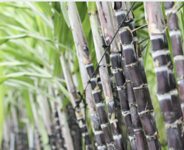 폴리코사놀의효능