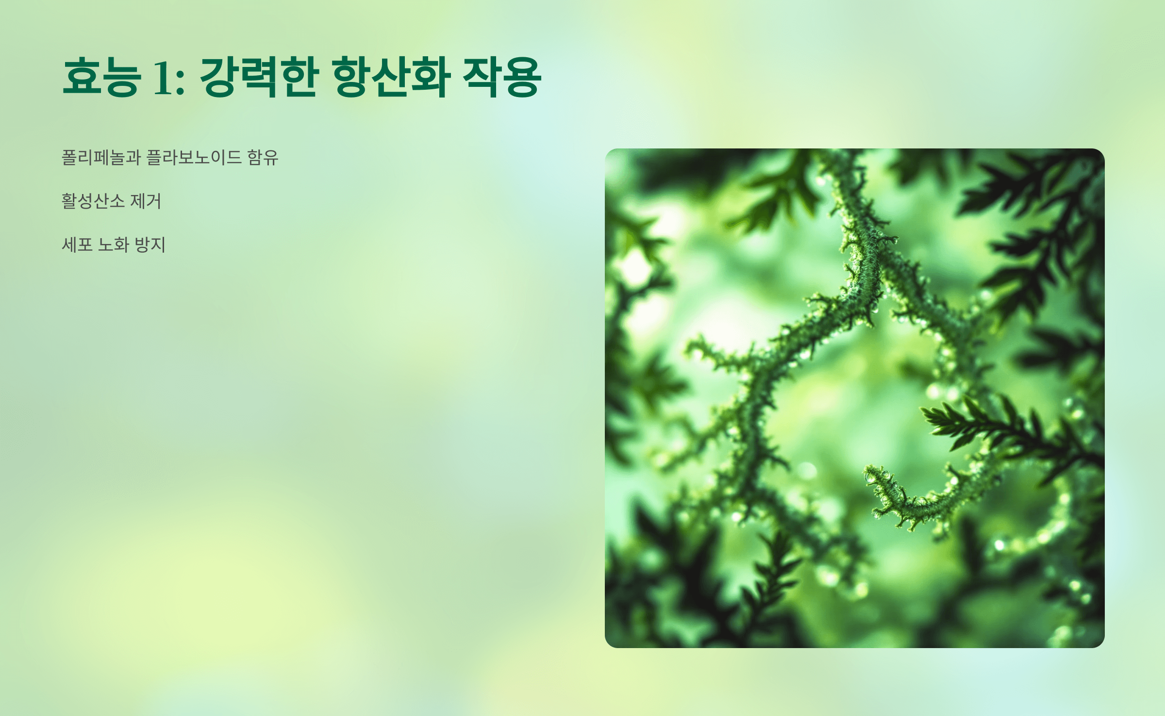 솔잎가루 사진입니다.