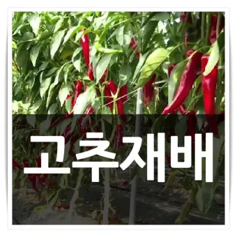 고추 재배 모종 고르기 지주 설치 시비 요령_7