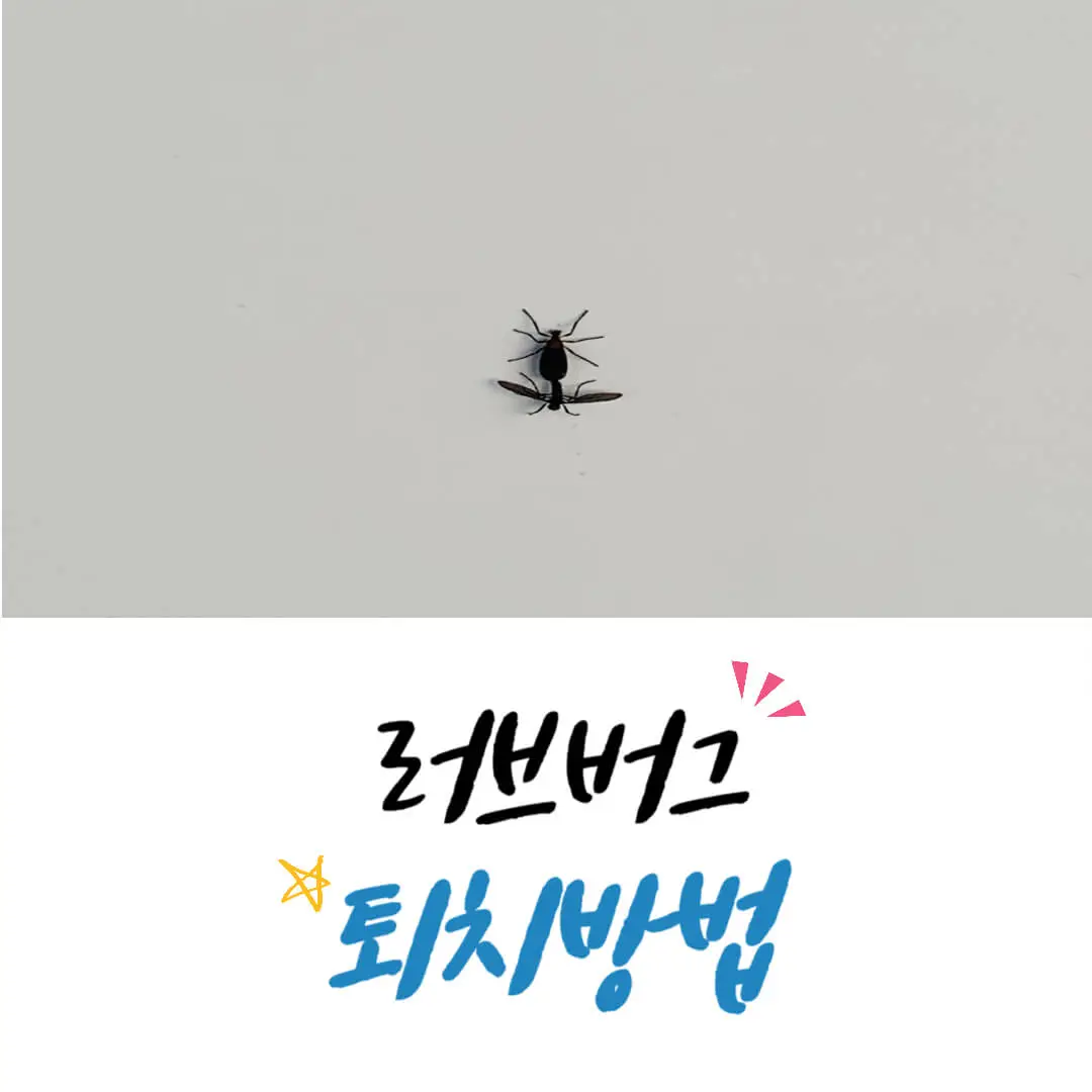 러브버그퇴치방법