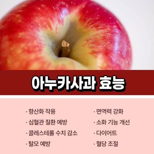 이탈리아_아누카사과