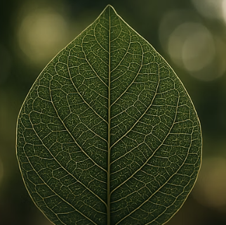 초등학생도 이해하는 보로노이 다이어그램 이야기