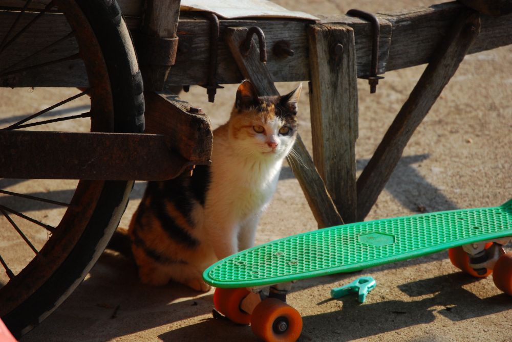 시골 집 고양이