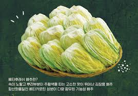 2025년 이마트 절임배추 예약
