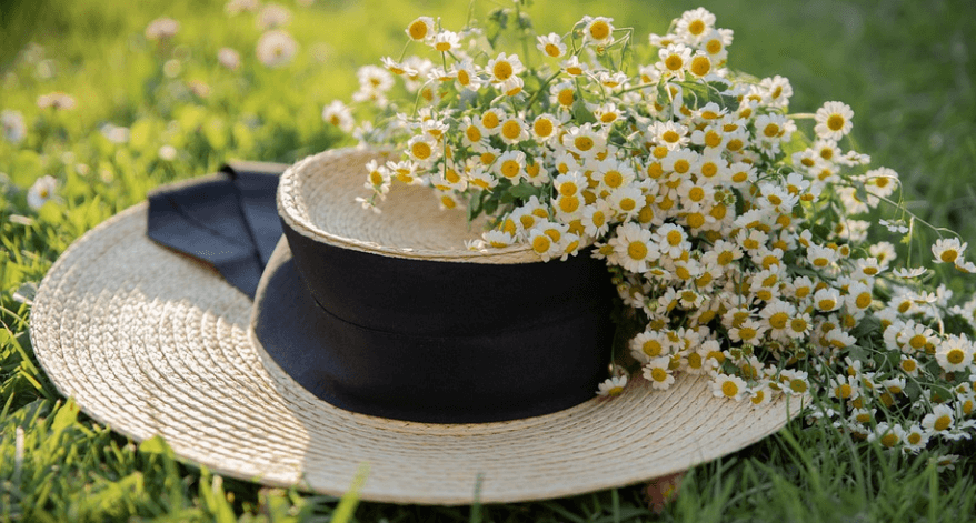 캐모마일 꽃 - 8