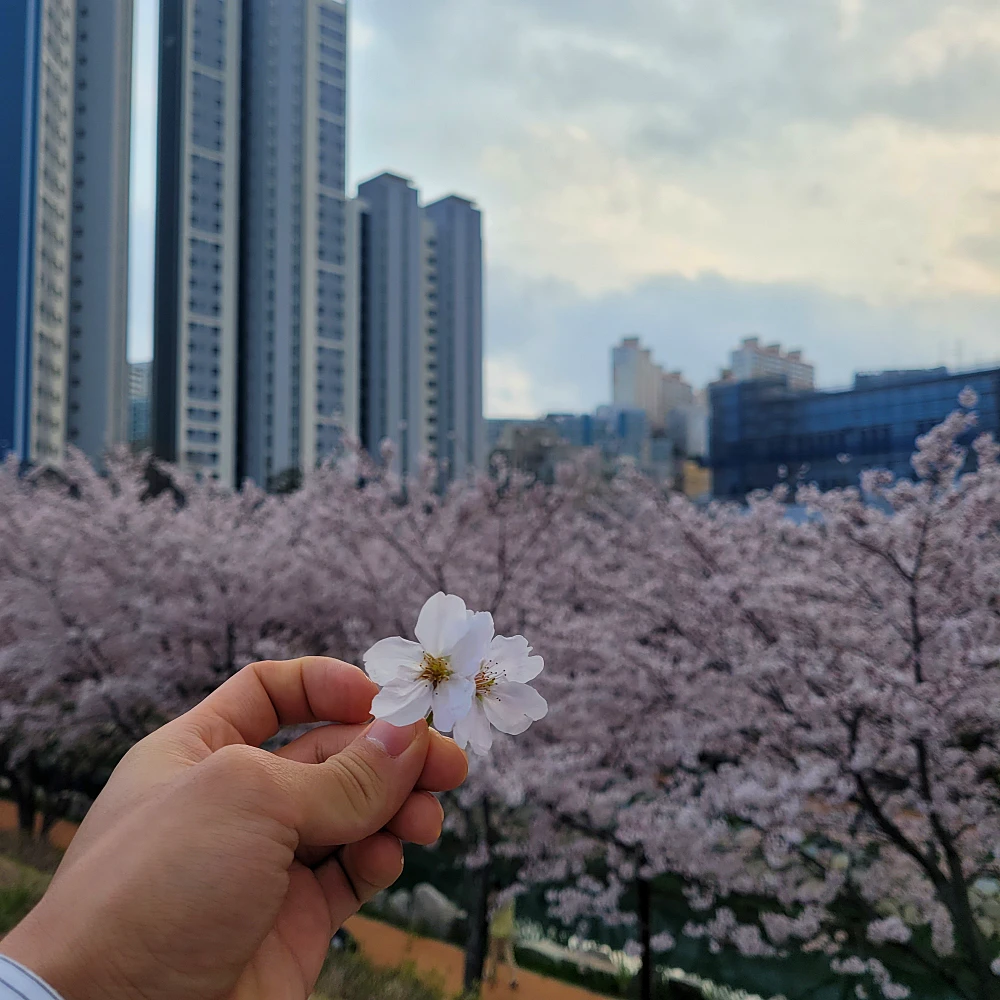 영도 동삼해수천 벚꽃길 개화 만개 시기7