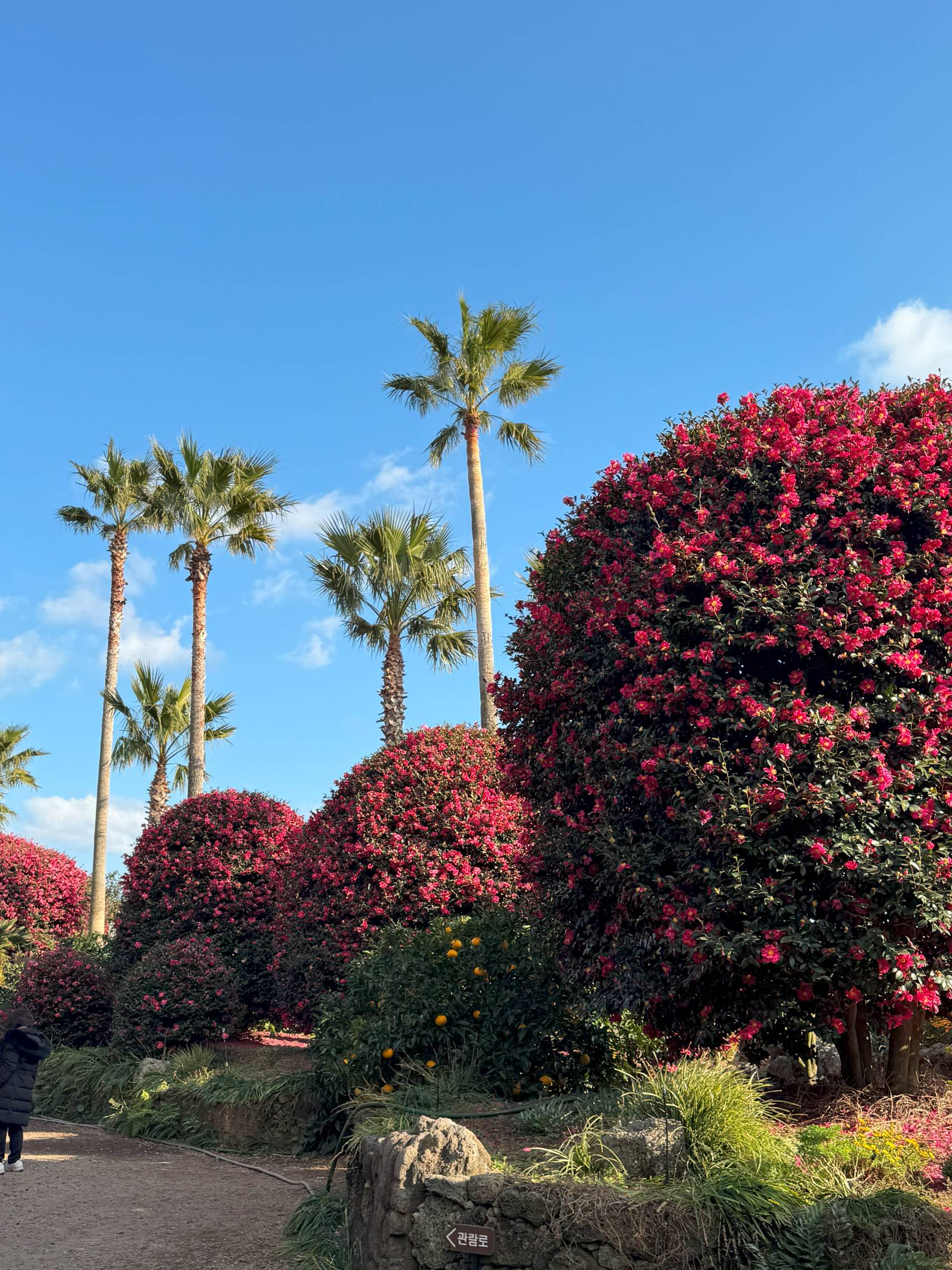 제주 동백수목원 동백꽃 사진2