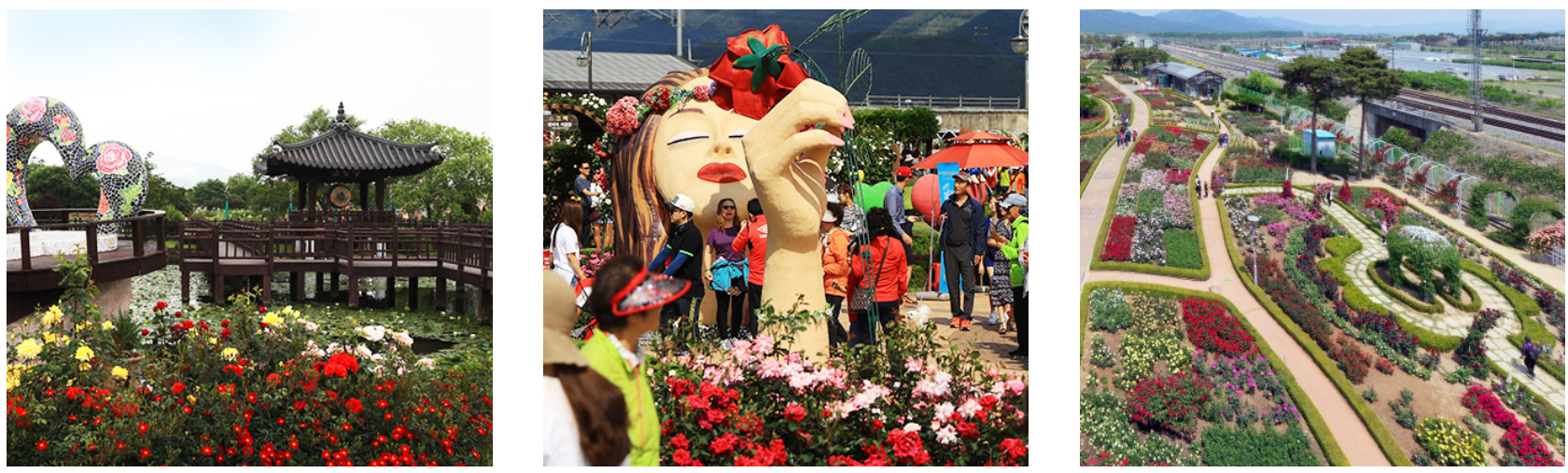 세계장미축제장 사진