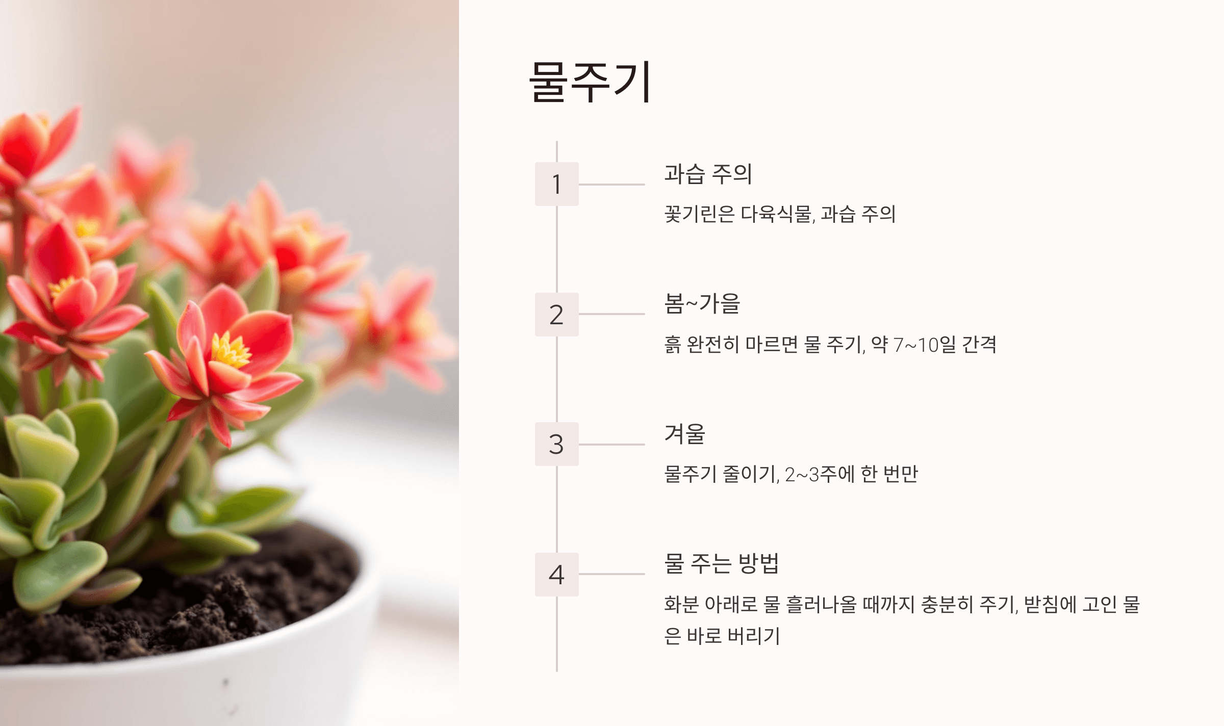 꽃기린 사진입니다.