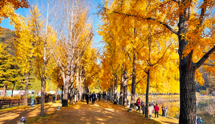 괴산 문광저수지 은행나무길