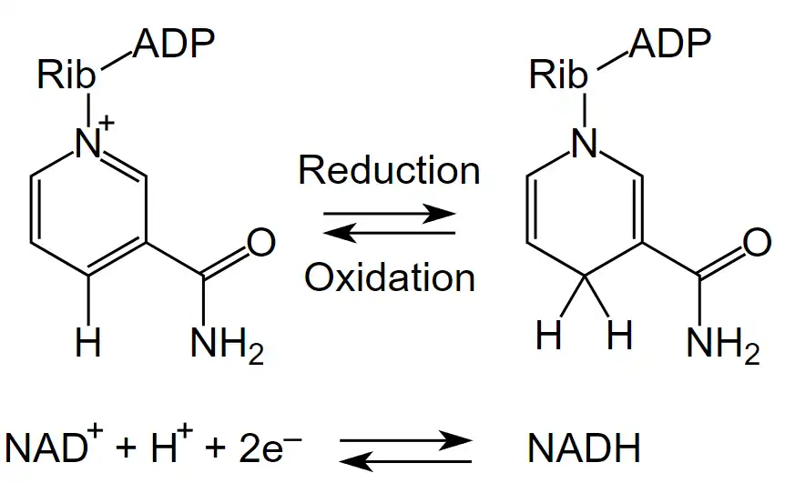 NAD-산화환원반응-이미지