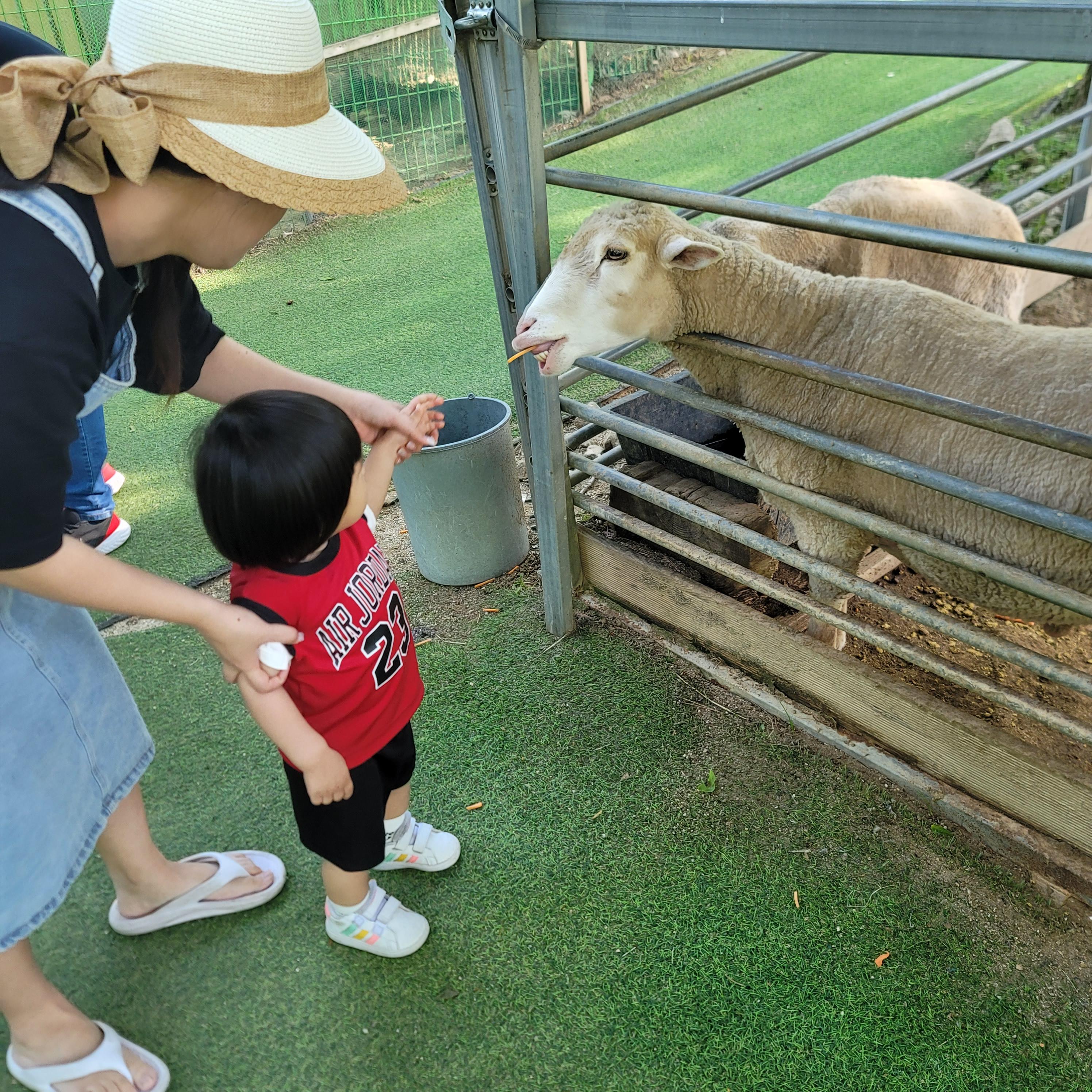 양에게 먹이를 주고 있는 아이 사진