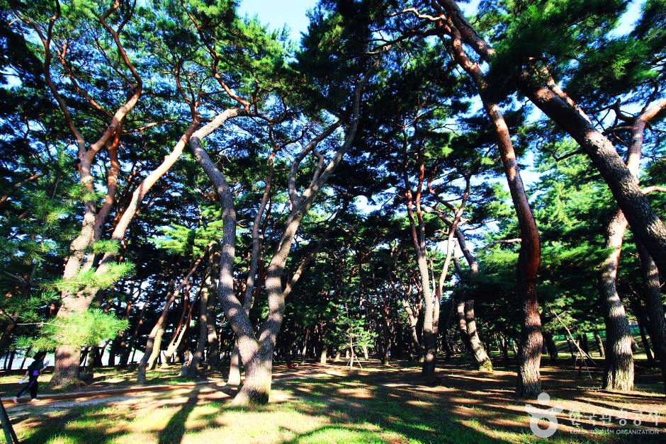 노송이 모여있다.