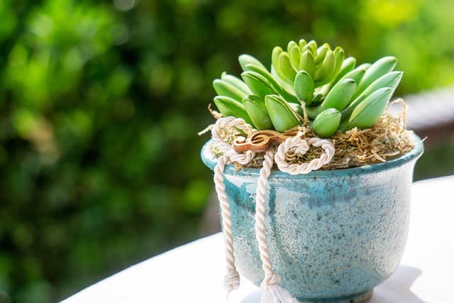 다육식물 정원 꾸미기: 소규모 공간 활용법