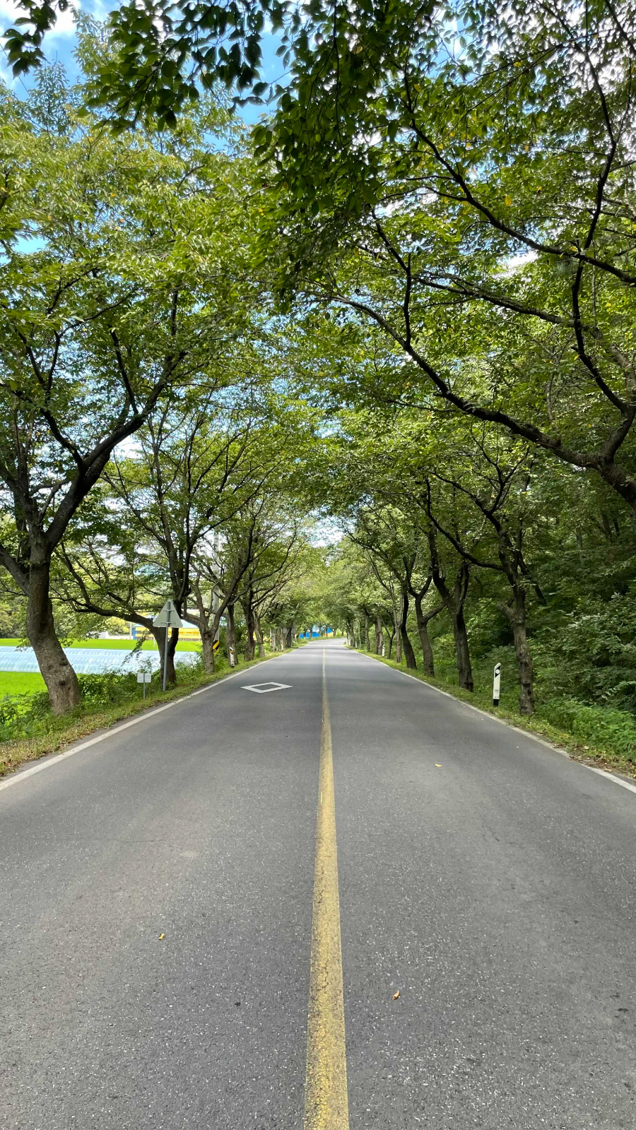 청양 천장호 출렁다리