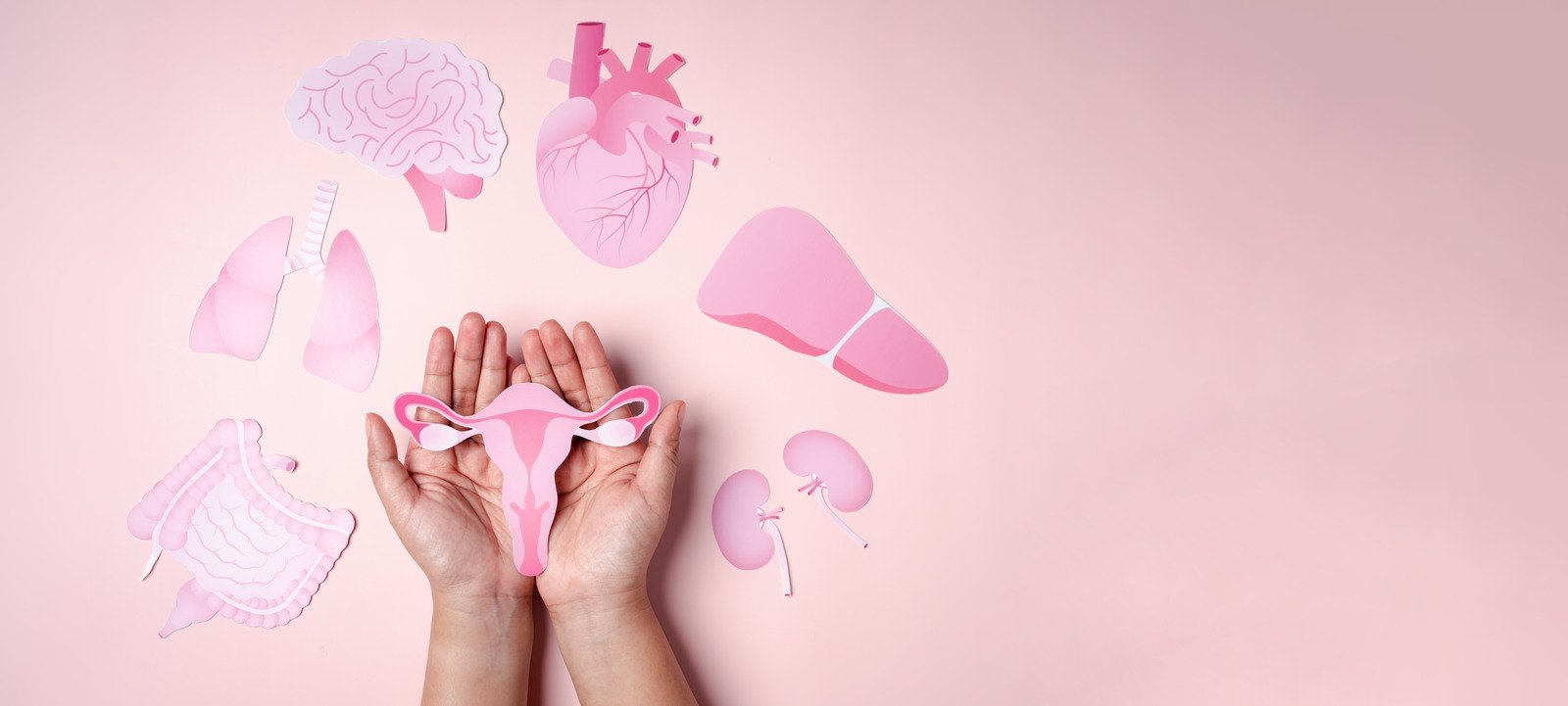 에스트로겐(Estrogen): 여성 건강의 핵심 호르몬, 역할과 균형 잡기