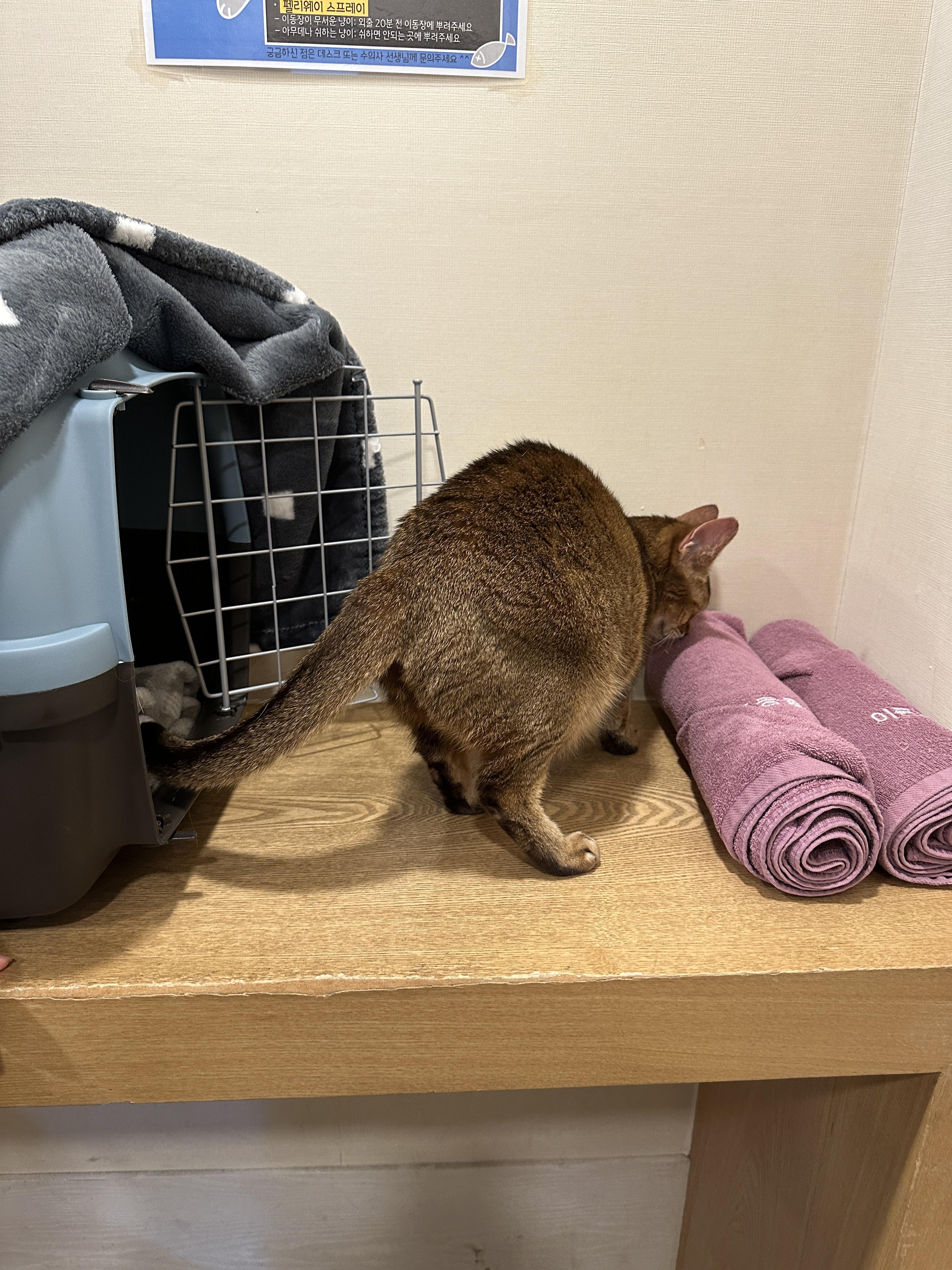 이동장_밖으로_나온_루디