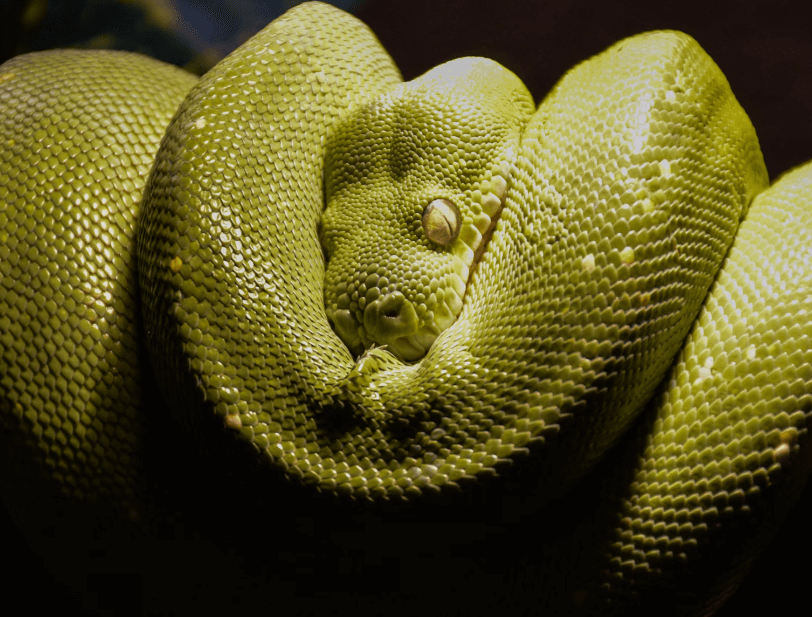 검은 구렁이 나오는 꿈 해몽