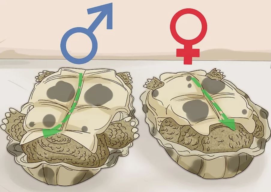 배갑으로 암수구분
