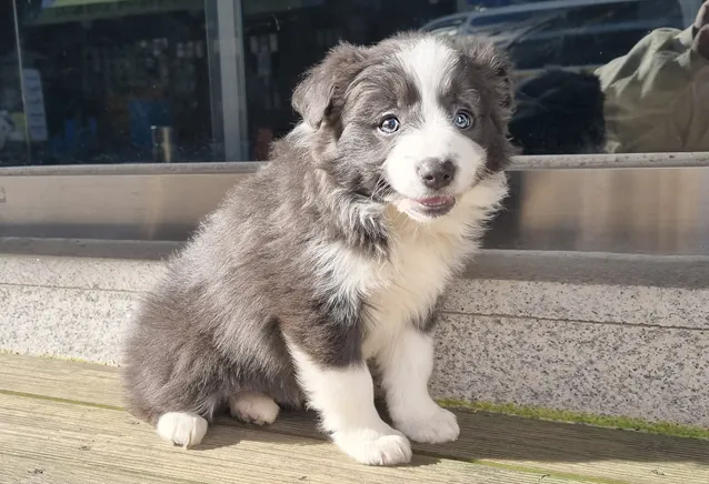 보더콜리분양가 2024년 가격 정보와 분양 팁_7