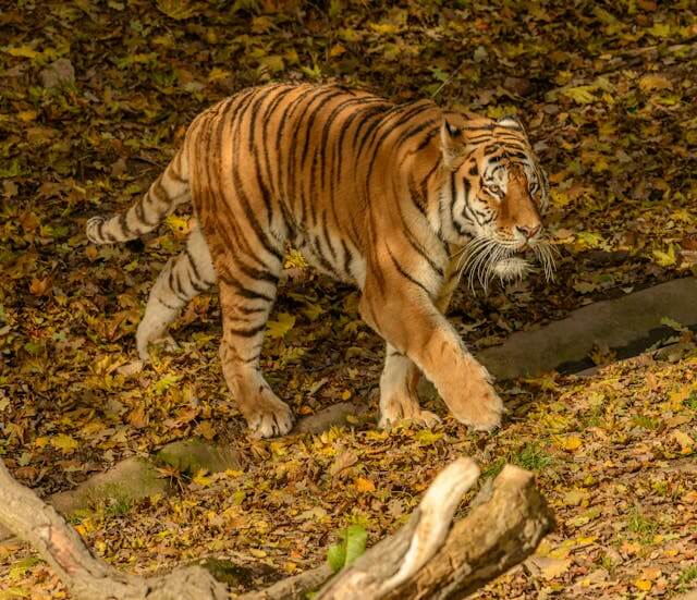 호랑이 꿈 해몽