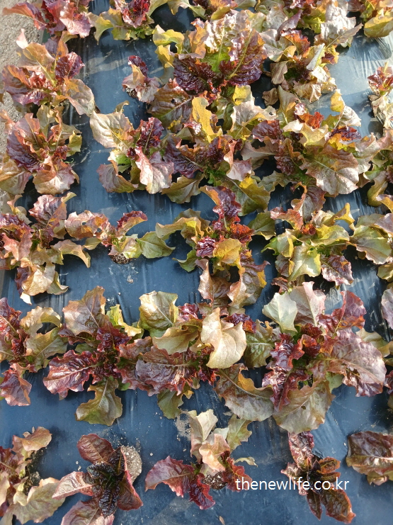 A field of young red lettuce with varied leaf colors and textures growing under natural sunlight-햇빛 아래에서 다양한 색감과 질감을 가진 어린 적상추들이 자라고 있는 밭의 모습