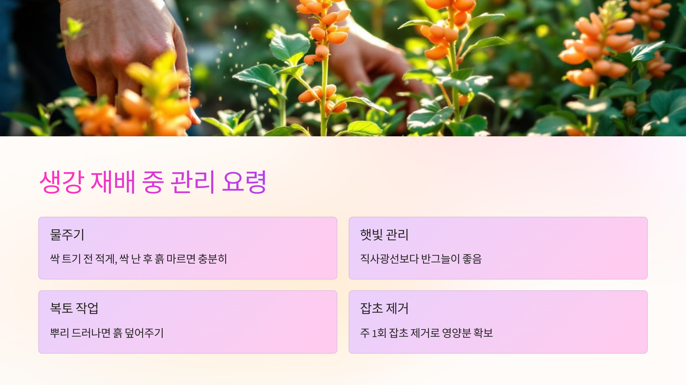 💧 생강 재배 중 관리 요령